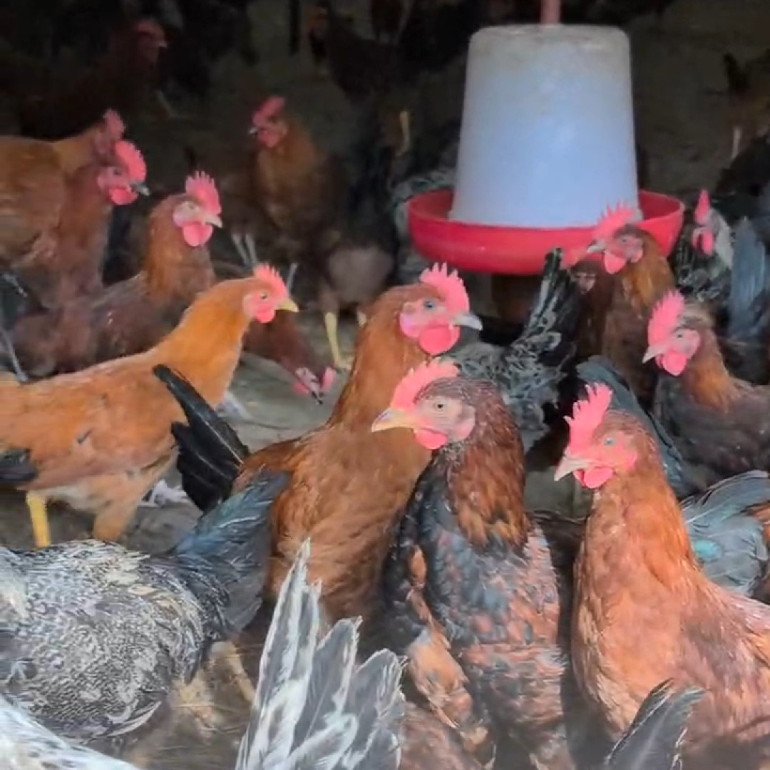 Country Chicken (Desi Murga) – Fresh From Farm